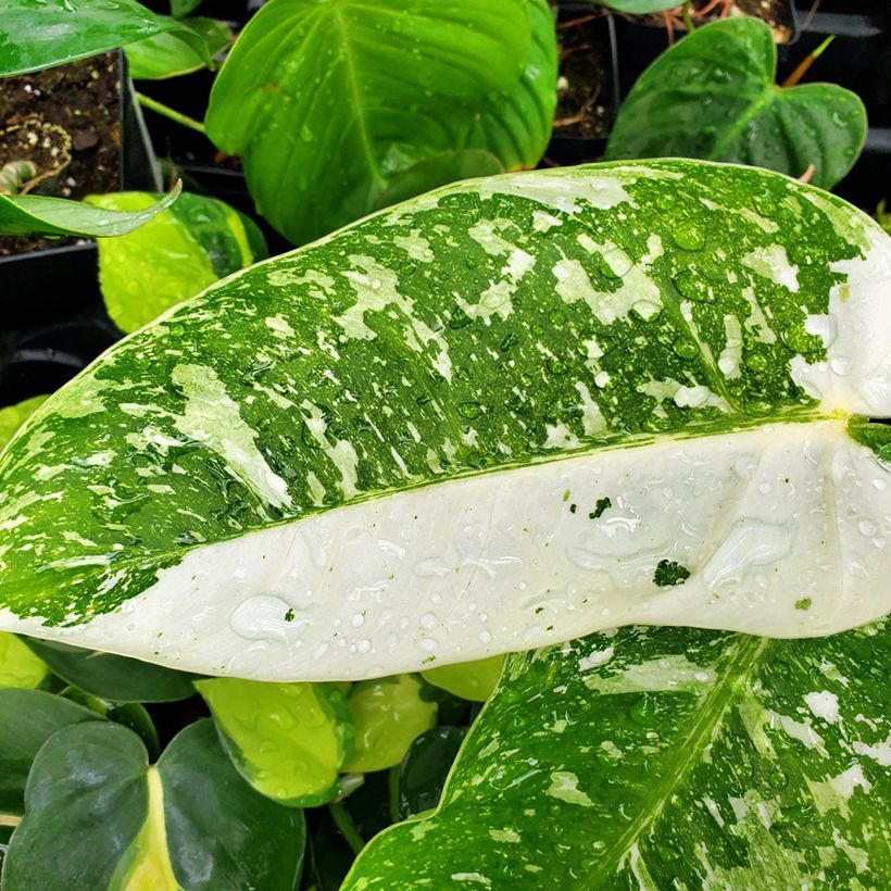Filodendro - Philodendron Jose Buono (Fogliame)