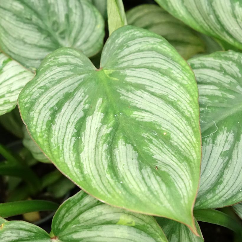 Filodendro - Philodendron McDowell (Fogliame)