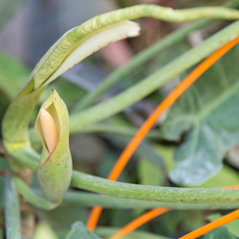 Filodendro - Philodendron Paraiso Verde (Fioritura)
