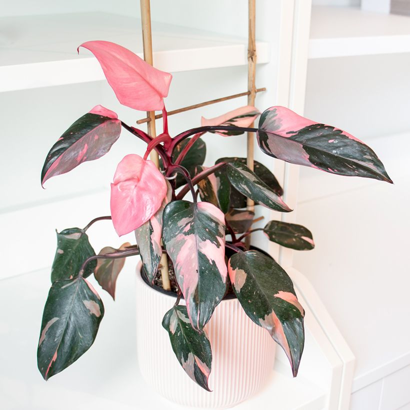 Filodendro - Philodendron Pink Princess (Porto)