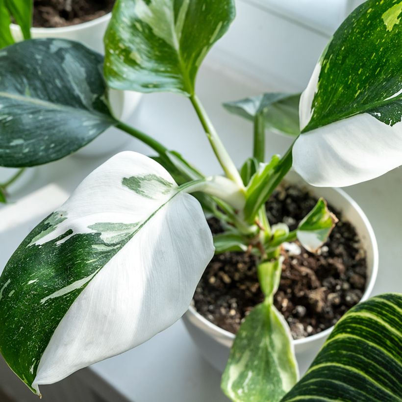 Filodendro - Philodendron White Princess (Fogliame)