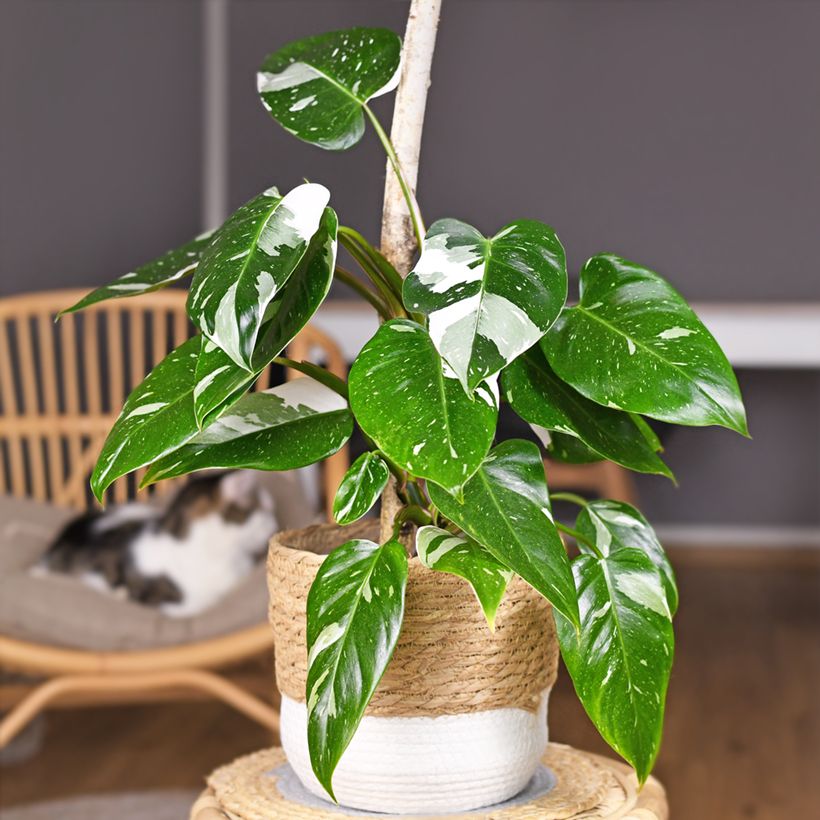 Filodendro - Philodendron White Princess (Porto)