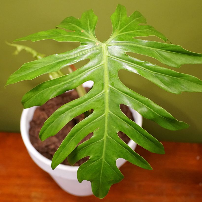 Filodendro - Philodendron radiatum (Fogliame)