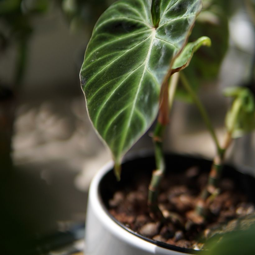 Filodendro - Philodendron verrucosum (Fogliame)
