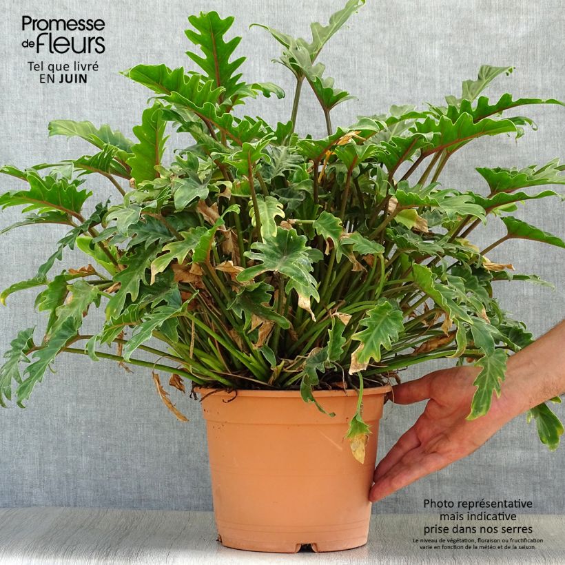 Esemplare di Philodendron xanadu - Thaumatophyllum Pot de 3L/4L consegnato in estate