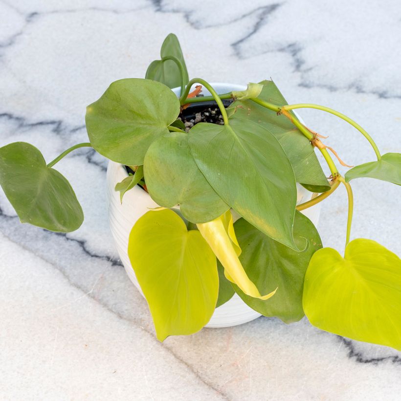 Filodendro - Philodendron Neon (Porto)