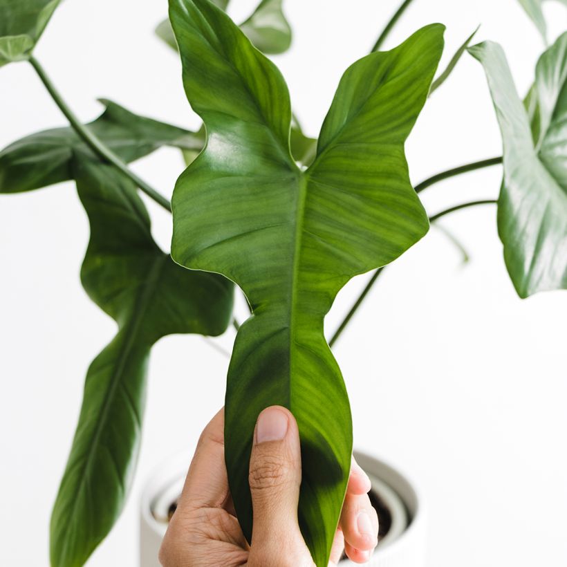 Filodendro - Philodendron longilobatum (Fogliame)