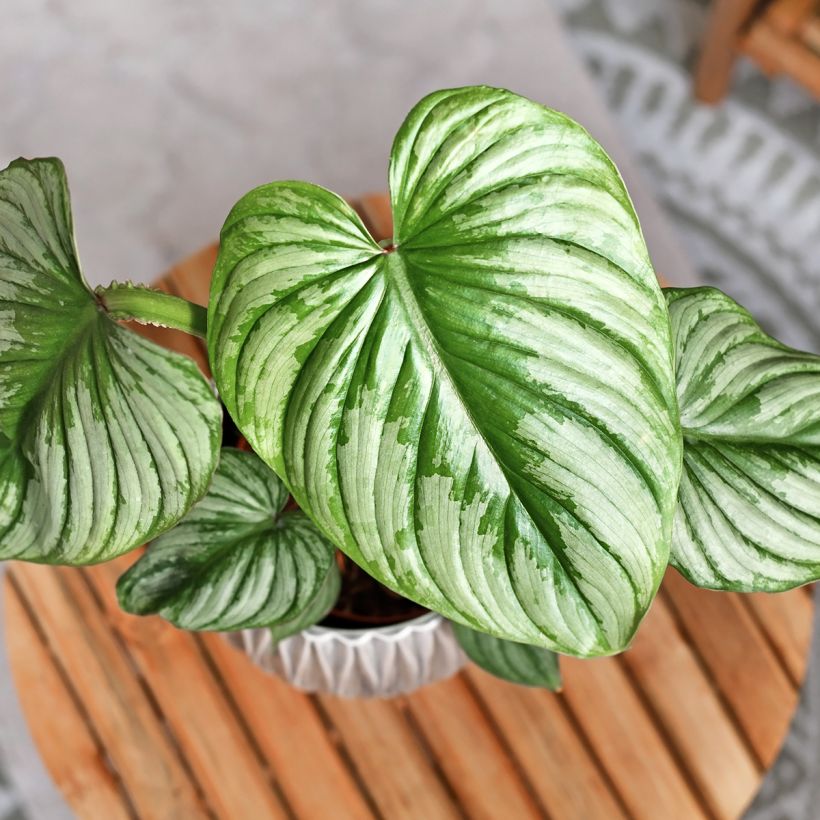 Filodendro - Philodendron mamei (Fogliame)
