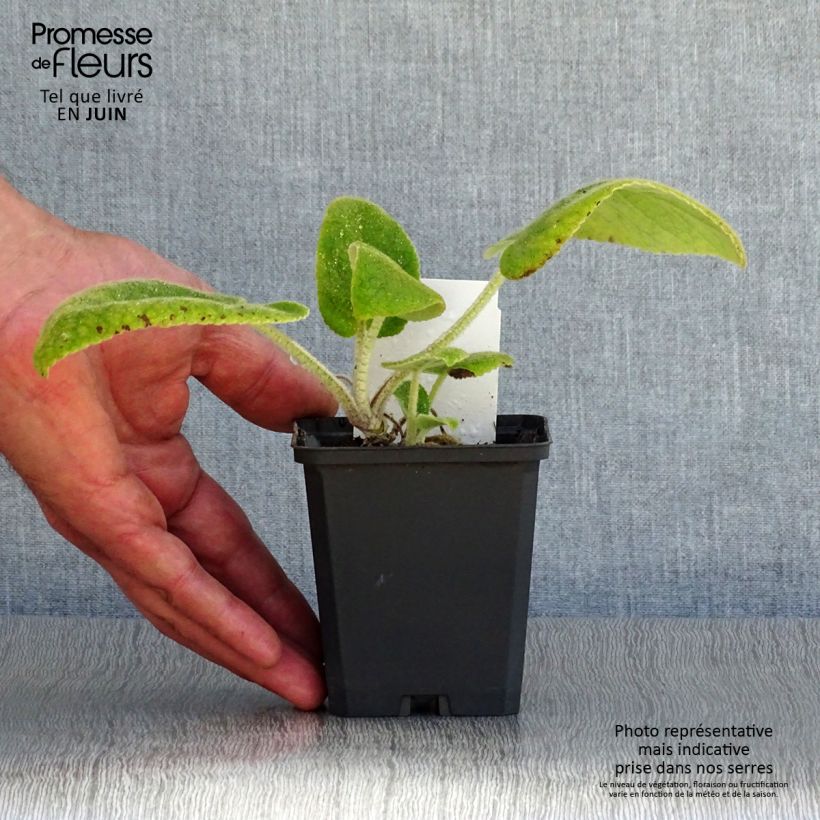 Esemplare di Phlomis russeliana Vasetto da 8/9 cm consegnato in estate