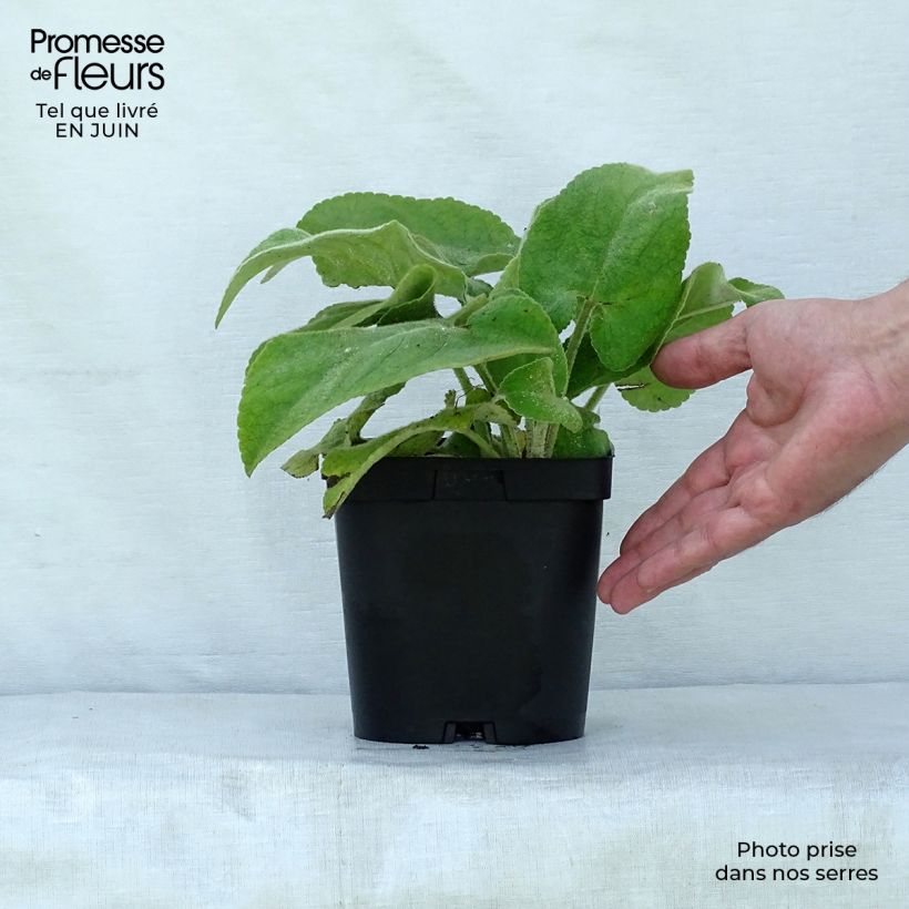 Esemplare di Phlomis russeliana Vaso da 2L/3L consegnato in estate