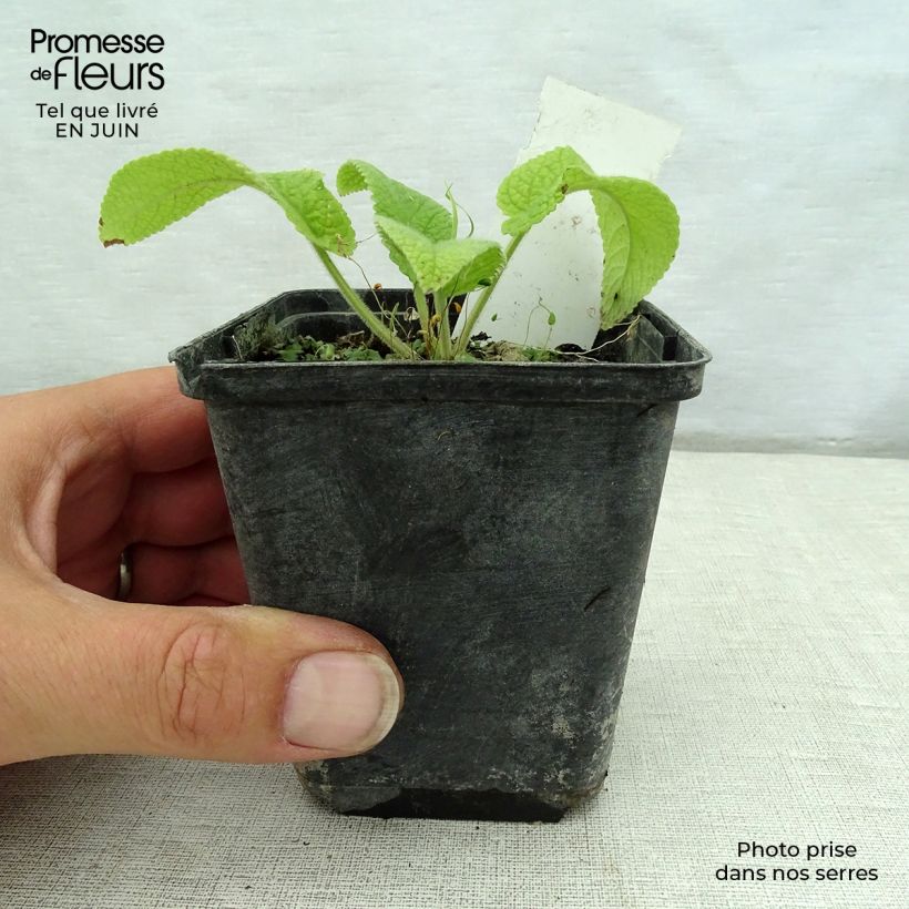 Esemplare di Phlomis cashmeriana Vasetto da 8/9 cm consegnato in estate