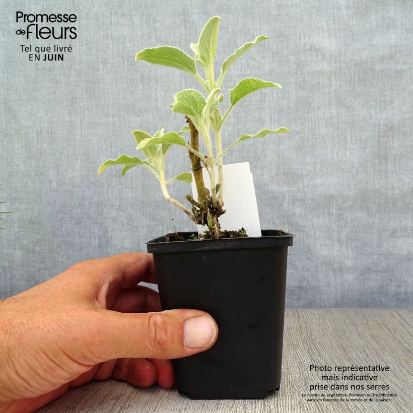 Esemplare di Phlomis fruticosa - Salvia di Gerusalemme Vasetto da 8/9 cm consegnato in estate