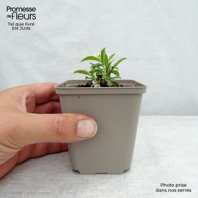 Esemplare di Phlox paniculata Fashionably Early Flamingo Vasetto da 8/9 cm consegnato in estate