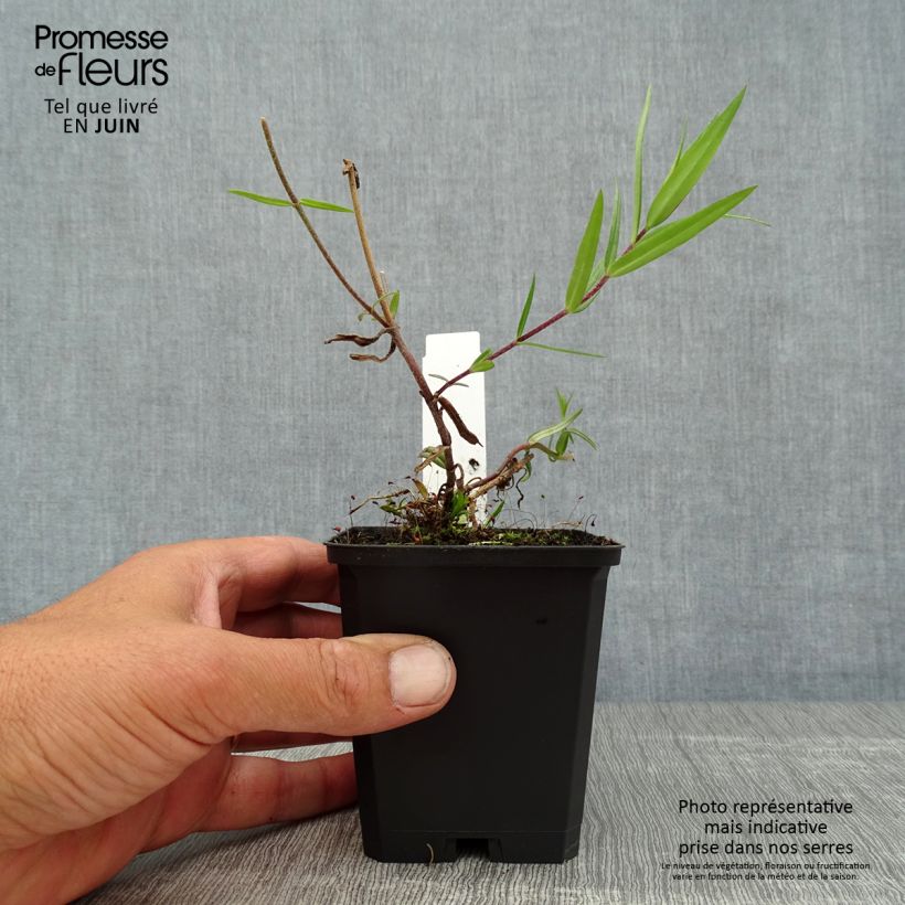 Esemplare di Phlox divaricata Chattahoochee Vasetto da 8/9 cm consegnato in estate