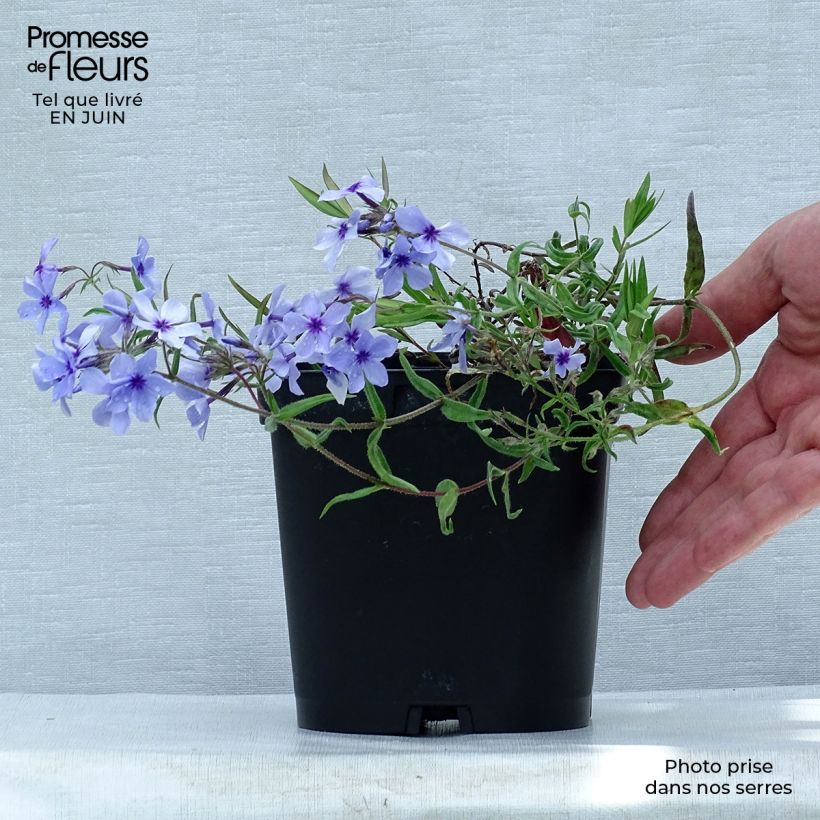 Esemplare di Phlox divaricata Chattahoochee Vaso da 2L/3L consegnato in estate