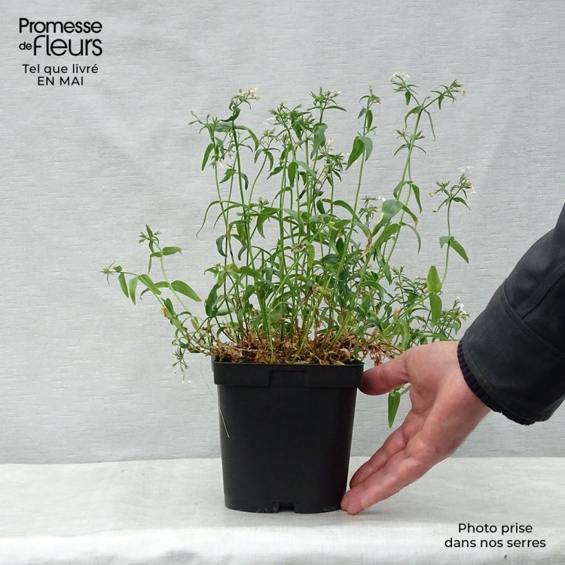 Phlox divaricata White Perfume Vaso da 2L/3L esemplare consegnato in primavera