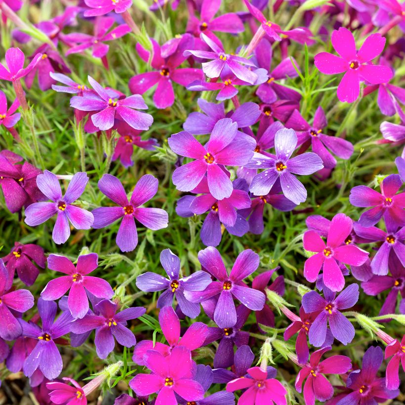 Phlox douglasii Crackerjack (Fioritura)