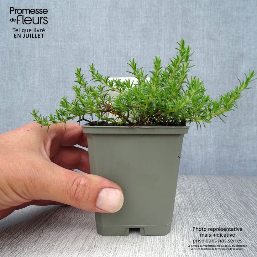 Esemplare di Phlox douglasii Lilac Cloud Vasetto da 8/9 cm consegnato in estate