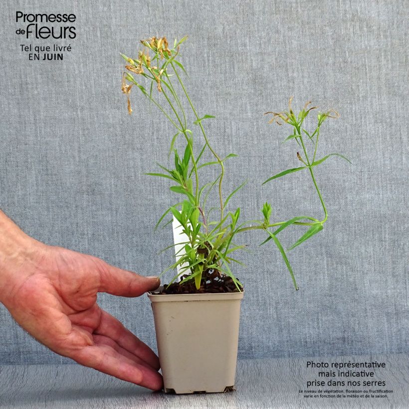 Esemplare di Phlox Forever Pink Vasetto da 8/9 cm consegnato in estate