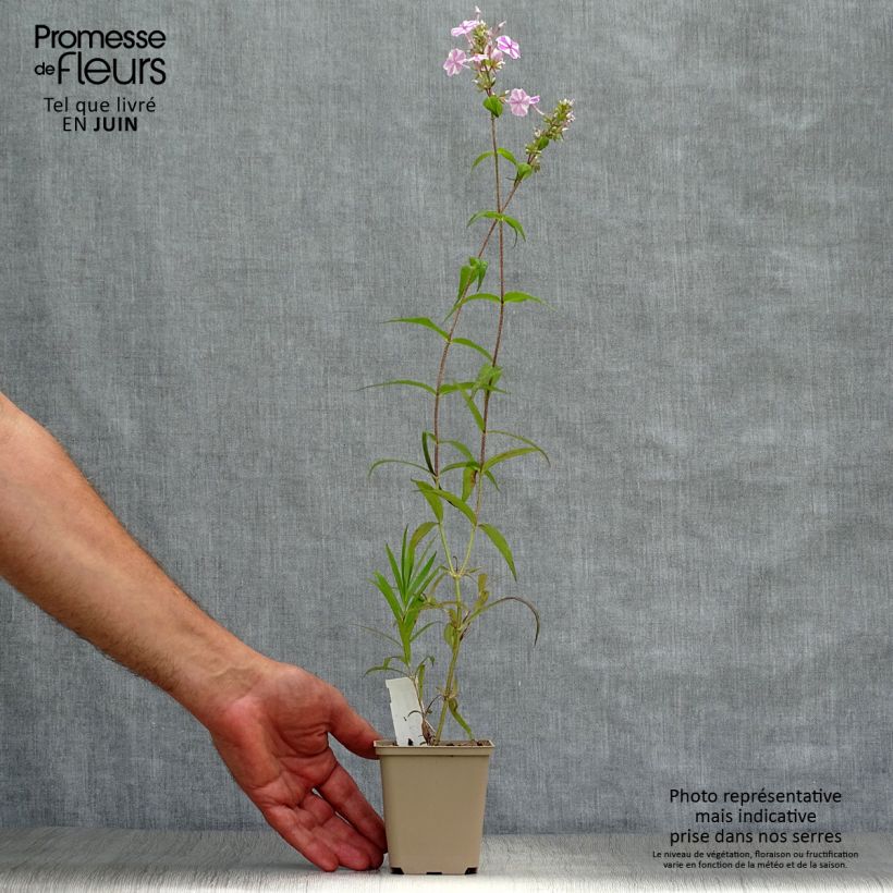 Esemplare di Phlox maculata Natasha Vasetto da 8/9 cm consegnato in estate