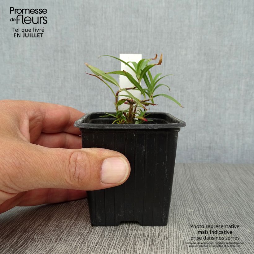 Esemplare di Phlox maculata Omega Vasetto da 8/9 cm consegnato in estate