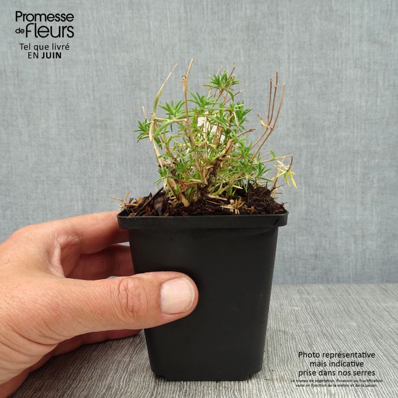Esemplare di Phlox subulata Candy Stripes - Muscio rosa Vasetto da 8/9 cm consegnato in estate