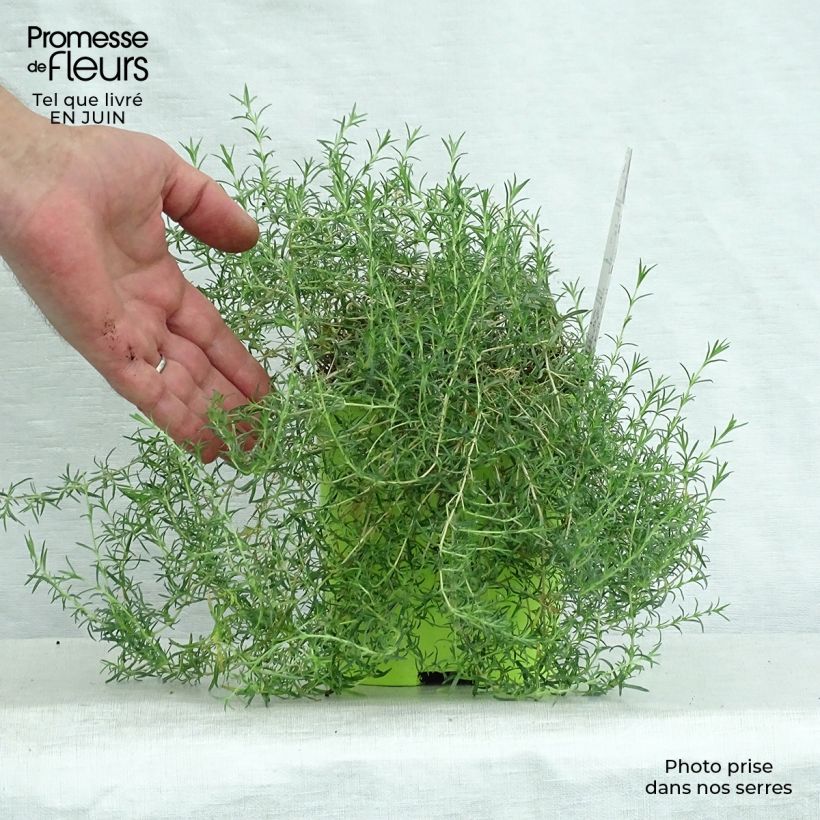 Esemplare di Phlox subulata Candy Stripes - Muscio rosa Vaso da 1,5L/2L consegnato in estate