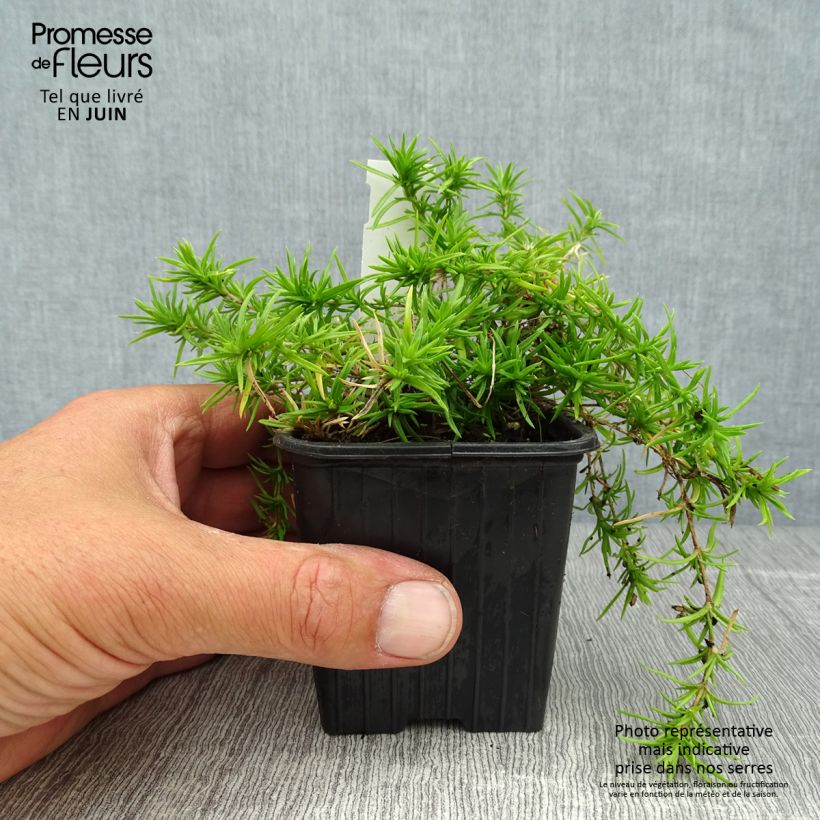 Esemplare di Phlox subulata Moerheimii - Muscio rosa Vasetto da 8/9 cm consegnato in estate