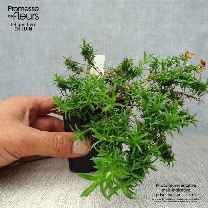 Esemplare di Phlox subulata White Delight - Muscio rosa Vasetto da 8/9 cm consegnato in estate