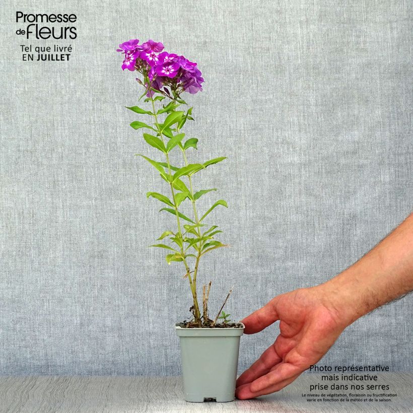 Esemplare di Phlox paniculata Amethyst Vasetto da 8/9 cm consegnato in estate
