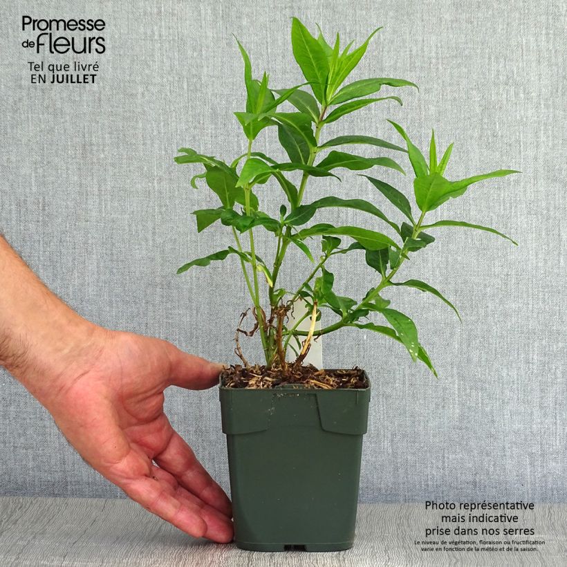 Esemplare di Phlox paniculata Bambini Candy Crush Vaso da Ø 10 cm/11 cm consegnato in estate