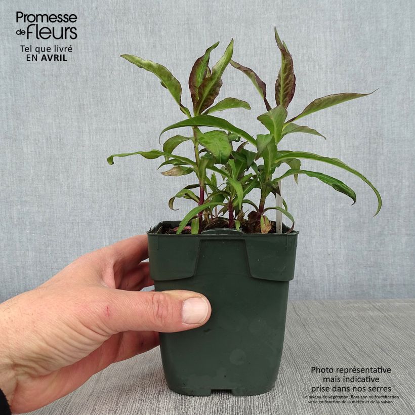 Phlox paniculata Bambini Desire Vasetto da 8/9 cm esemplare consegnato in primavera