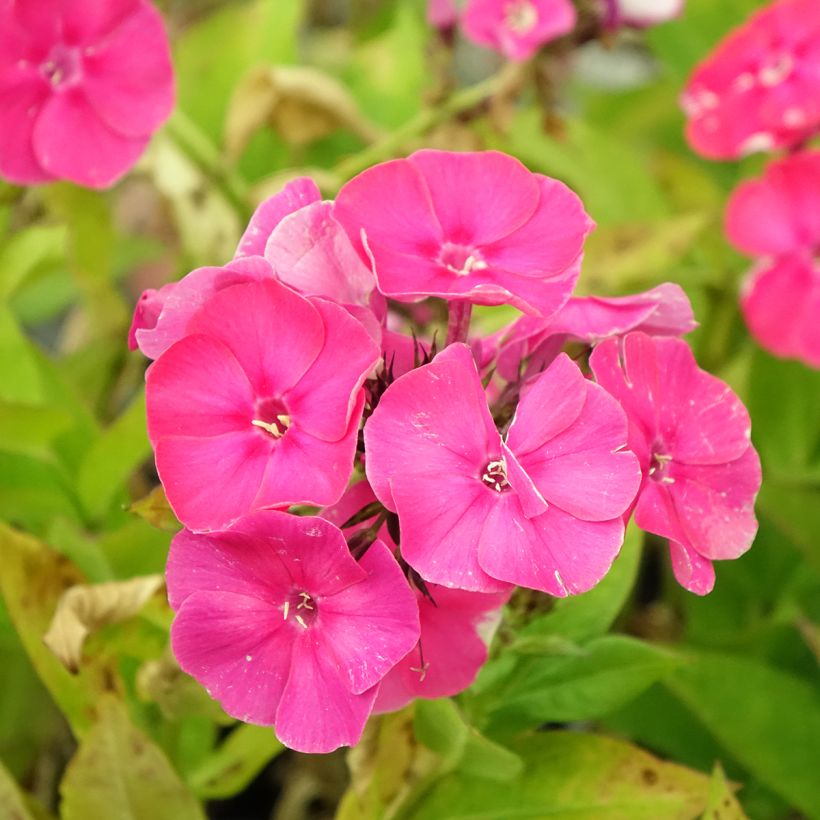 Phlox paniculata Bambini Primadonna (Fioritura)