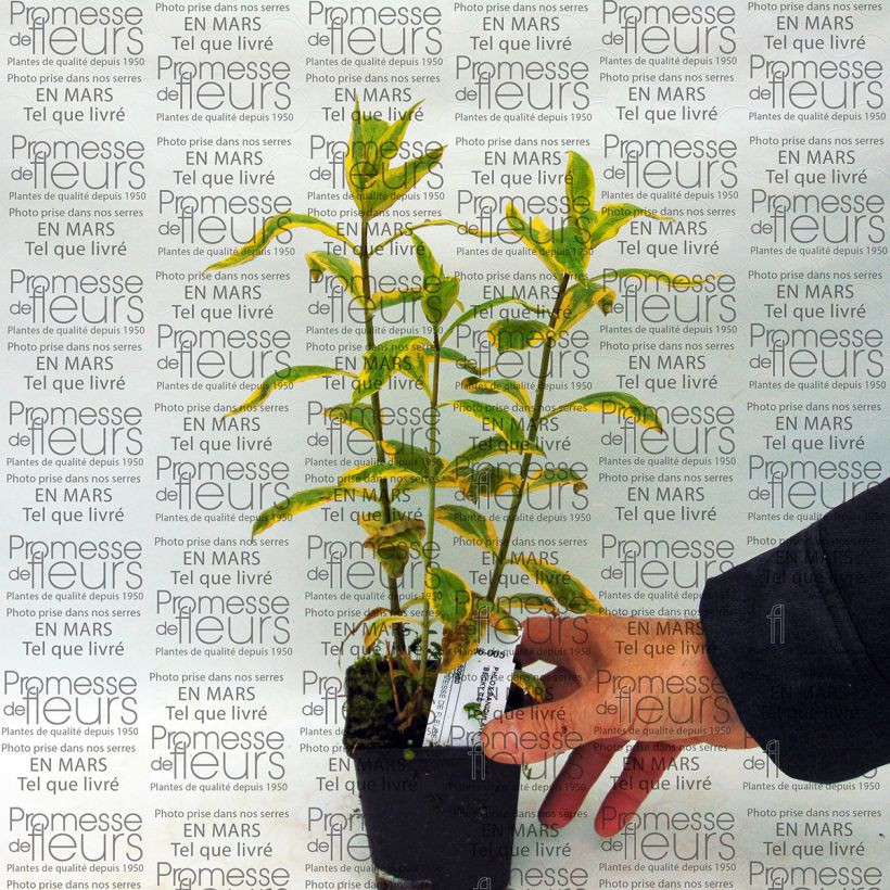 Esempio di esemplare Phlox paniculata Becky Towe Vaso da Ø 10 cm/11 cm come consegnato
