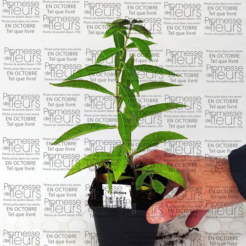 Esempio di esemplare Phlox paniculata Blue Flame Vasetto da 8/9 cm come consegnato