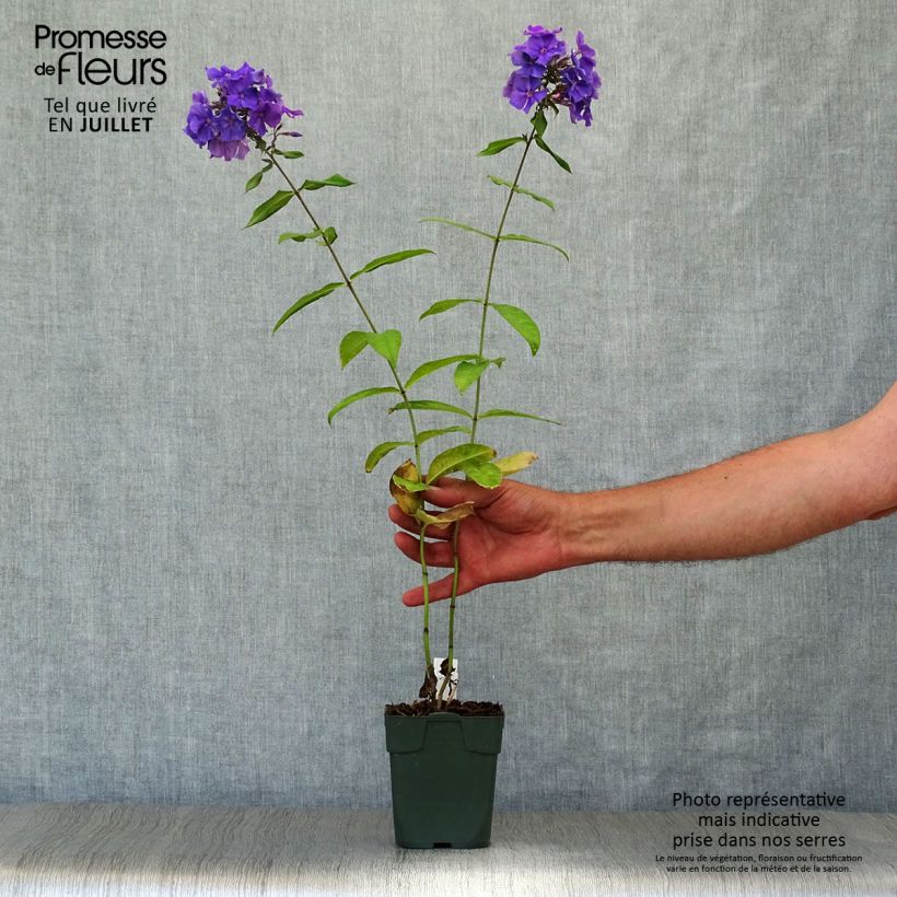 Esemplare di Phlox paniculata Blue Paradise Vasetto da 8/9 cm consegnato in estate