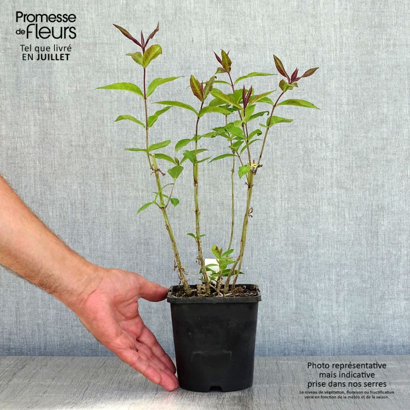 Esemplare di Phlox paniculata Blue Paradise Vaso da 1,5L/2L consegnato in estate
