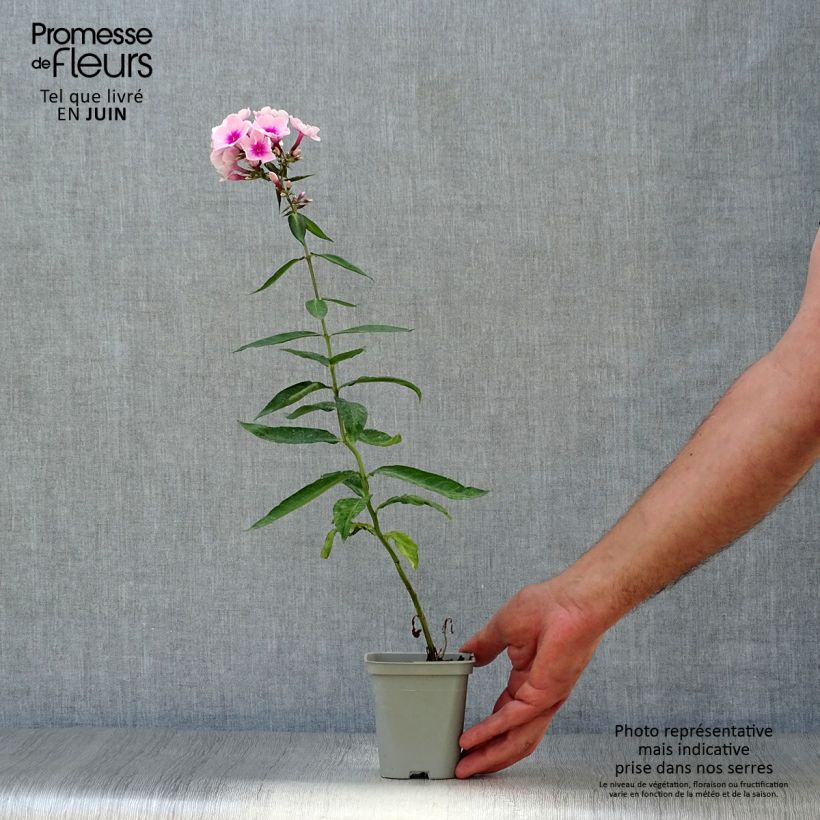 Esemplare di Phlox paniculata Bright Eyes Vasetto da 8/9 cm consegnato in estate