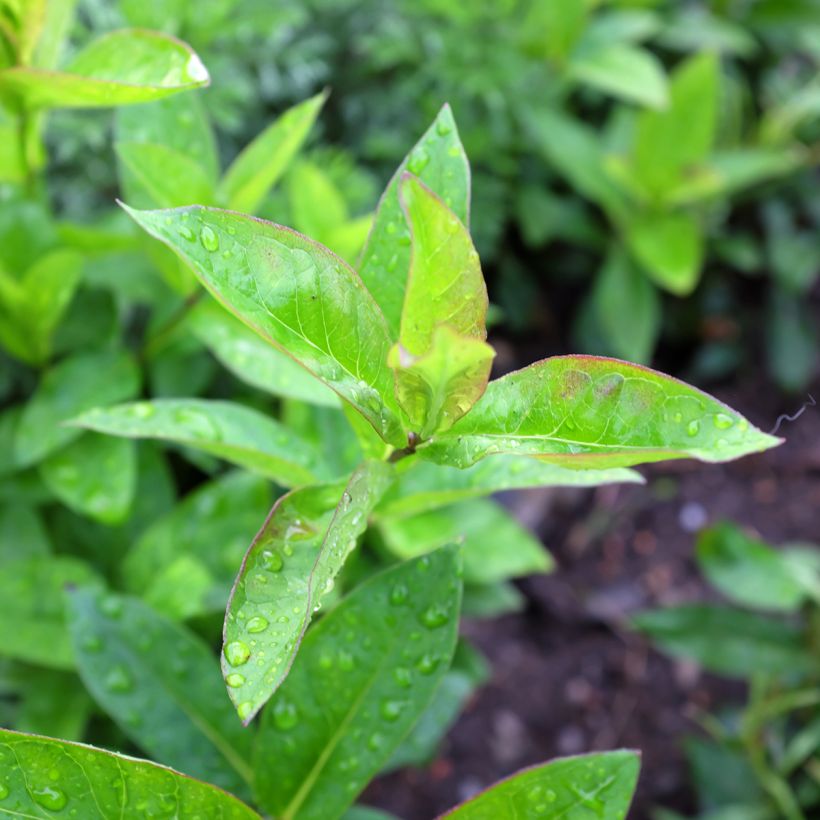 Phlox paniculata Butonik (Fogliame)