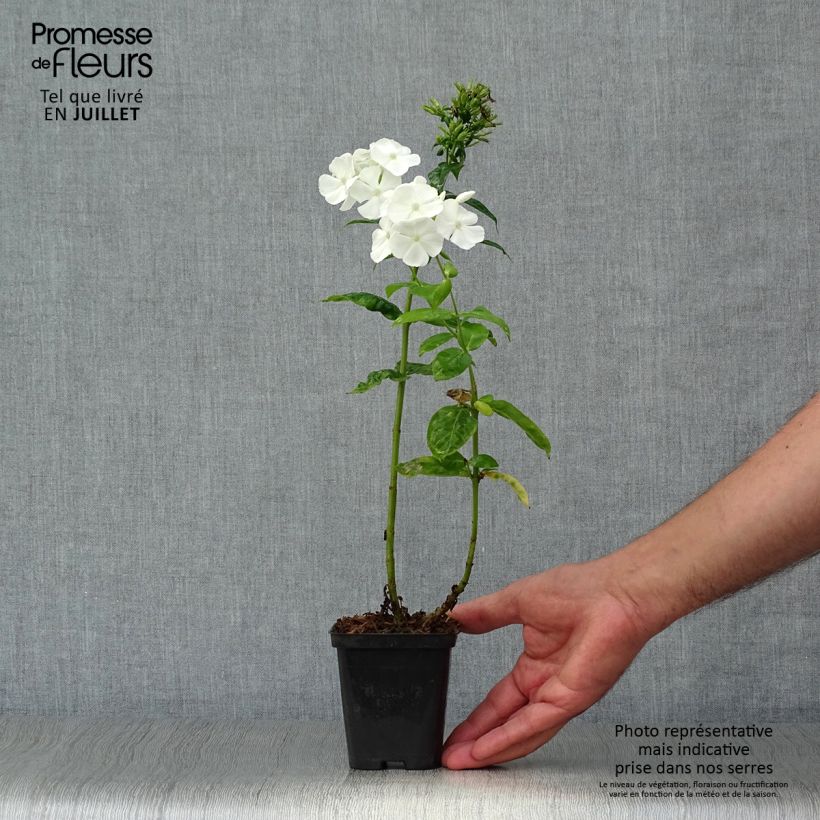 Esemplare di Phlox paniculata David Vasetto da 8/9 cm consegnato in estate