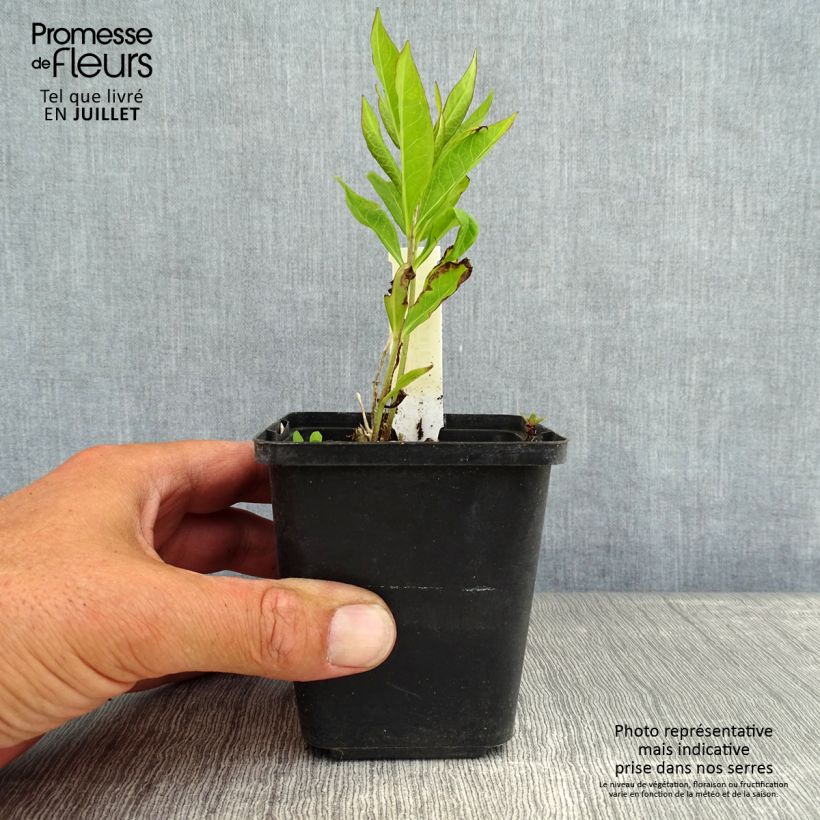Esemplare di Phlox paniculata Europa Vasetto da 8/9 cm consegnato in estate