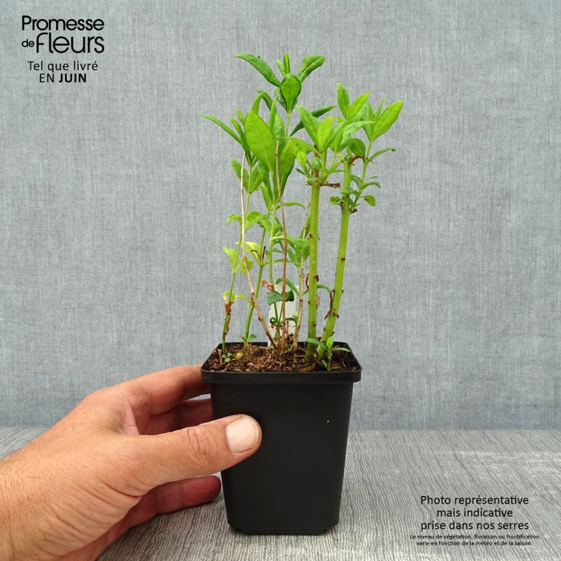 Esemplare di Phlox paniculata Fujiyama Vasetto da 8/9 cm consegnato in estate