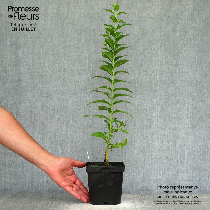 Esemplare di Phlox paniculata Fujiyama Vaso da 2L/3L consegnato in estate