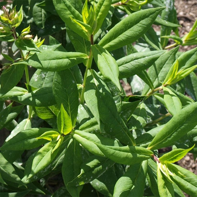 Phlox paniculata Goldmine (Fogliame)