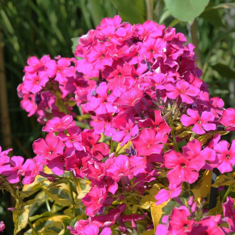 Phlox paniculata Goldmine (Fioritura)