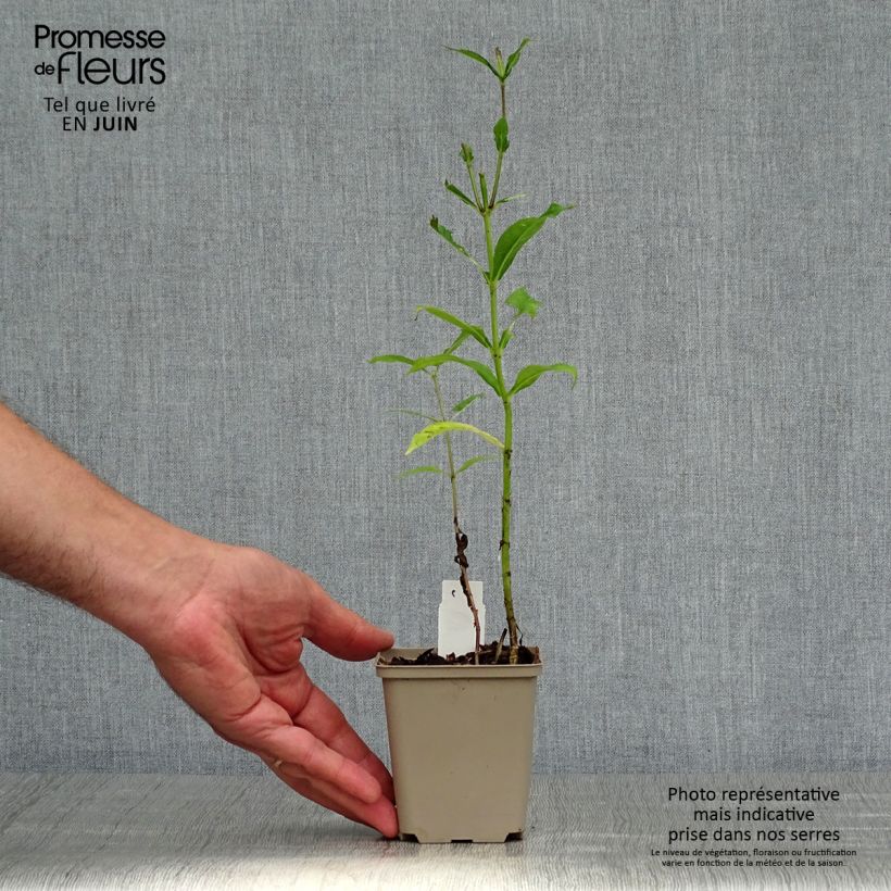 Esemplare di Phlox paniculata Graf Zeppelin Vasetto da 8/9 cm consegnato in estate