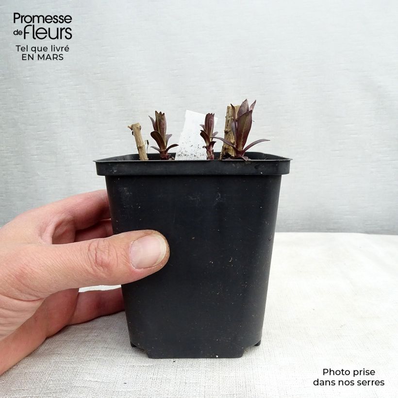 Phlox paniculata Hesperis Godet de 9cm esemplare consegnato in primavera