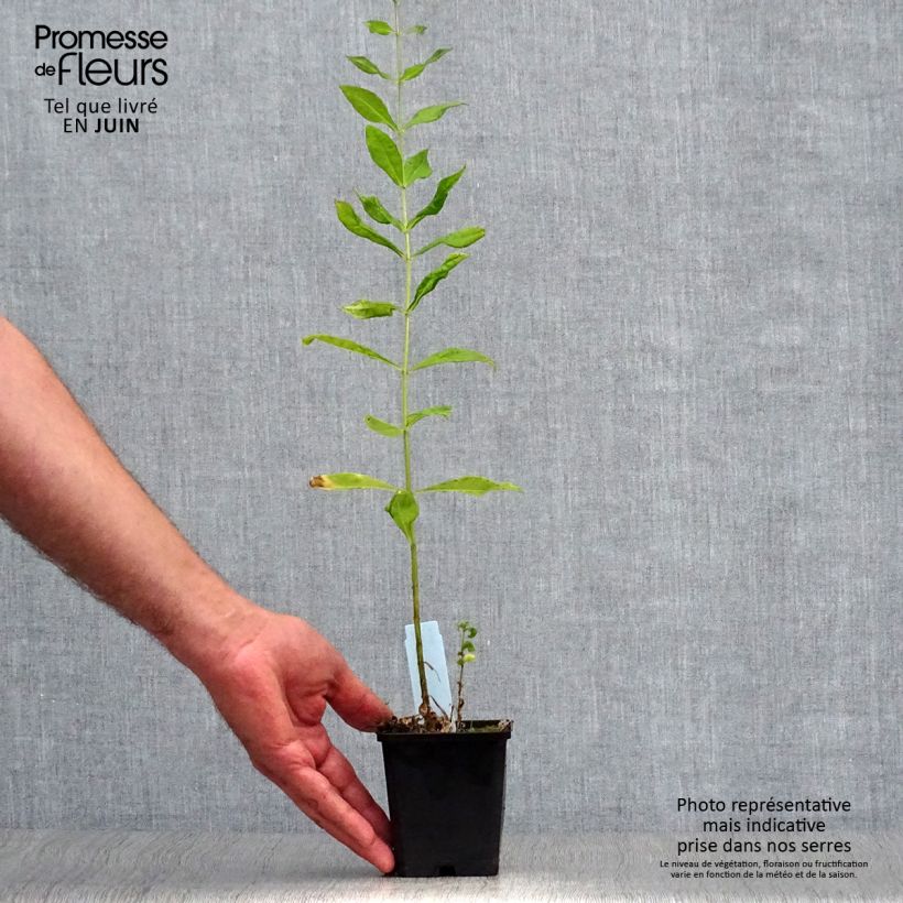 Esemplare di Phlox paniculata Laura Vasetto da 8/9 cm consegnato in estate