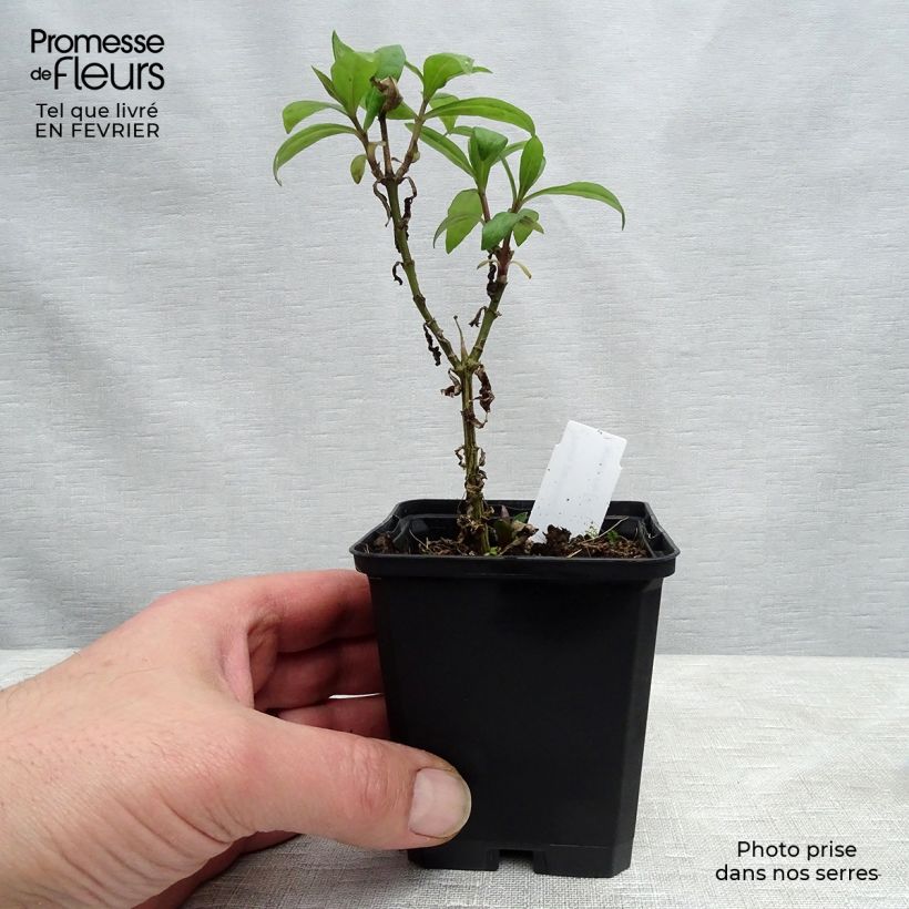 Phlox paniculata Lichtspel Vasetto da 8/9 cm esemplare consegnato in inverno