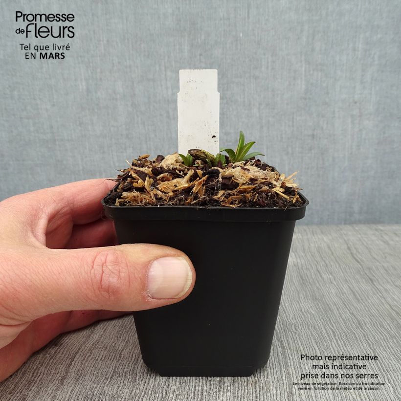 Phlox paniculata Lilac Times Vasetto da 8/9 cm esemplare consegnato in inverno
